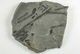 Pennsylvanian Fossil Flora (Neuropteris and Lepidodendron) Plate #201634-1